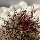 Collecion de emidenoemi