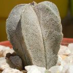 Collecion de emidenoemi