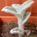 Collecion de emidenoemi