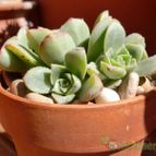 Collecion de emidenoemi