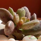 Collecion de emidenoemi