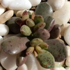 Collecion de emidenoemi