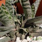 Collecion de emidenoemi