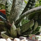 Collecion de emidenoemi