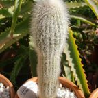 Collecion de emidenoemi