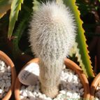 Collecion de emidenoemi