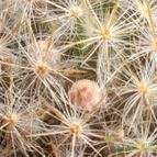 Collecion de emidenoemi