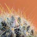 Collecion de emidenoemi