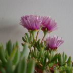 Collecion de emidenoemi