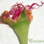 Collecion de emidenoemi