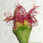 Collecion de emidenoemi