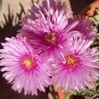 Collecion de emidenoemi