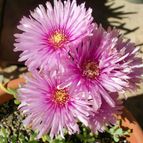Collecion de emidenoemi