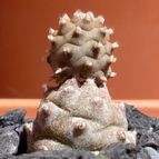 Collecion de emidenoemi