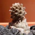 Collecion de emidenoemi