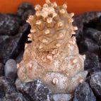 Collecion de emidenoemi