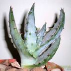 Collecion de emidenoemi