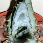 Collecion de emidenoemi