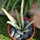 Collecion de emidenoemi