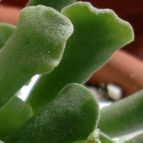Collecion de emidenoemi