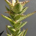Collecion de emidenoemi