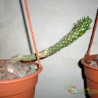 Collecion de emidenoemi