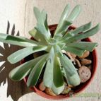 Collecion de emidenoemi