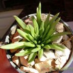 Collecion de emidenoemi