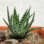 Collecion de emidenoemi