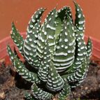 Collecion de emidenoemi
