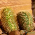 Collecion de emidenoemi