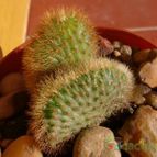 Collecion de emidenoemi