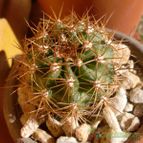 Collecion de emidenoemi