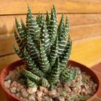 Collecion de emidenoemi