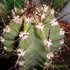 Collecion de emidenoemi