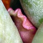 Collecion de emidenoemi