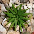 Collecion de emidenoemi