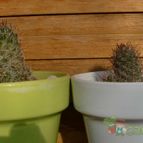 Collecion de emidenoemi