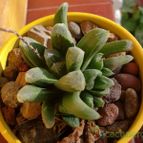 Collecion de emidenoemi