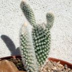 Collecion de emidenoemi