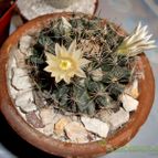 Collecion de emidenoemi