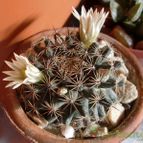 Collecion de emidenoemi