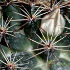 Collecion de emidenoemi