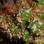 Collecion de emidenoemi