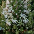 Collecion de emidenoemi