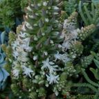 Collecion de emidenoemi