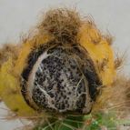 Echinopsis tarijensis