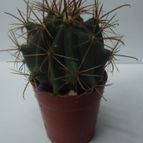 Ferocactus cylindraceus subsp. tortulispinus