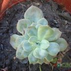 Collecion de entunados