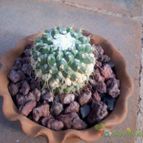 Collecion de estebandam